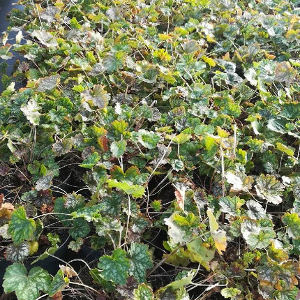 Heuchera americana 'Marvelous Marble' - Purperklokje