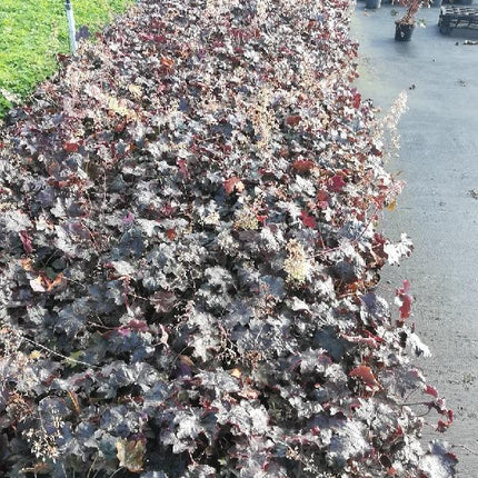 Heuchera micrantha 'Palace Purple' - Purperklokje