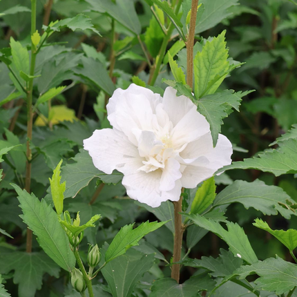 Hibiscus syriacus 'Flower Tower White' - Althaeastruik