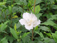 Afbeelding in Gallery-weergave laden, Hibiscus syriacus &#39;Flower Tower White&#39; - Althaeastruik
