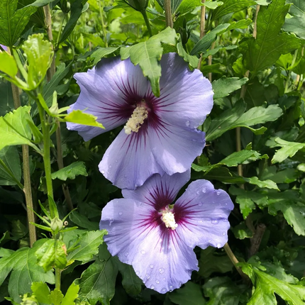 Hibiscus syriacus 'Oiseau Bleu' - Althaeastruik