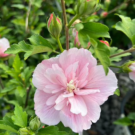 Hibiscus syriacus 'Pink Chiffon' - Althaeastruik