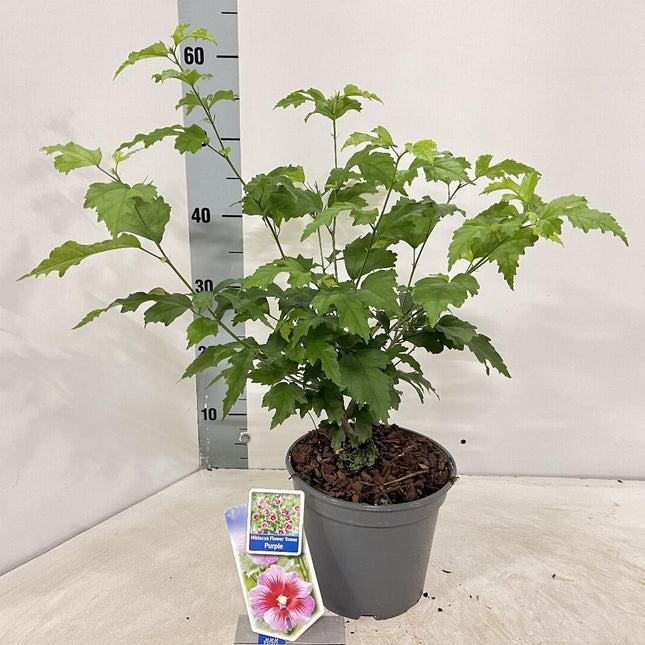 Hibiscus syriacus 'Flower Tower Purple' - Althaeastruik