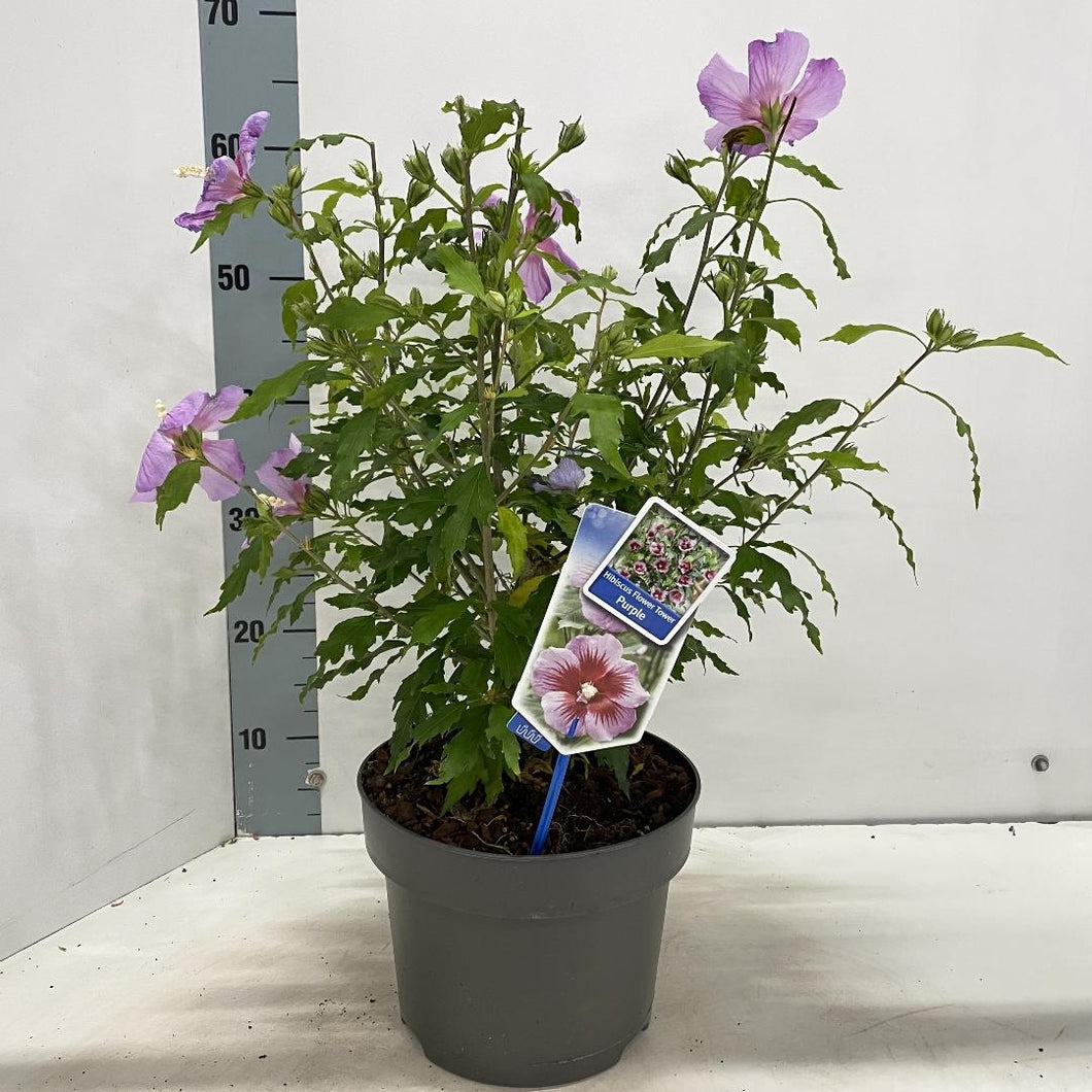 Hibiscus syriacus 'Flower Tower Purple' - Althaeastruik