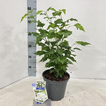 Afbeelding in Gallery-weergave laden, Hibiscus syriacus &#39;Flower Tower White&#39; - Althaeastruik

