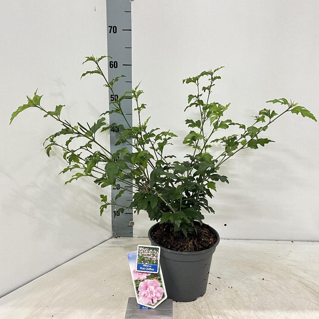 Hibiscus syriacus 'Pink Chiffon' - Althaeastruik