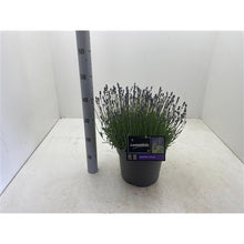 Afbeelding in Gallery-weergave laden, Lavandula angustifolia &#39;Hidcote&#39; - Paarse Lavendel
