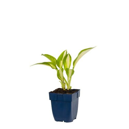Hosta 'Night Before Christmas' - Hartlelie
