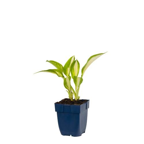 Hosta 'Night Before Christmas' - Hartlelie