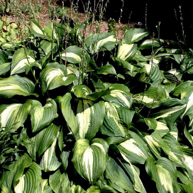 Hosta 'Night Before Christmas' - Hartlelie