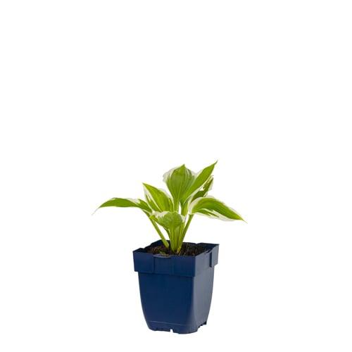 Hosta 'Patriot' - Hartlelie