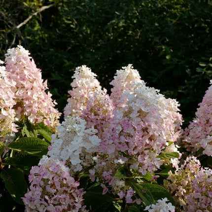Hydrangea-paniculata PIIHPI-BABY-LACE
