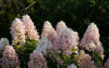 Afbeelding in Gallery-weergave laden, Hydrangea-paniculata PIIHPI-BABY-LACE
