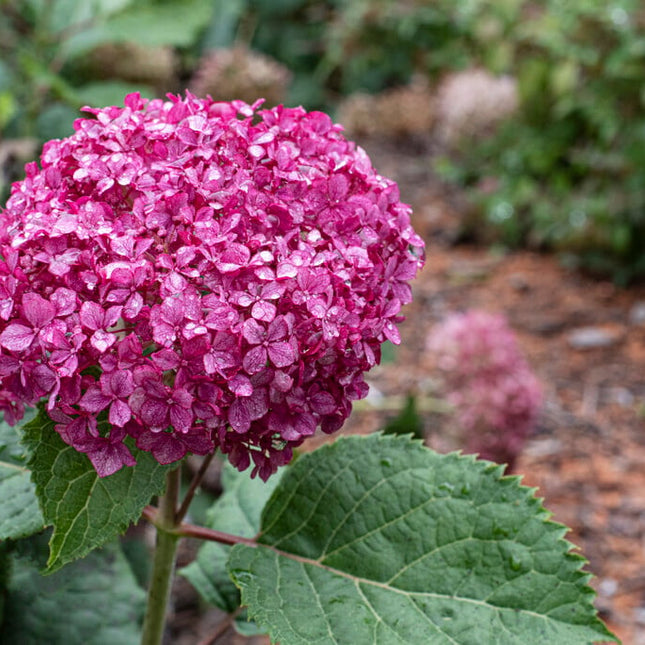 Hydrangea arborescens ‘Ruby Annabelle’ - Bolhortensia