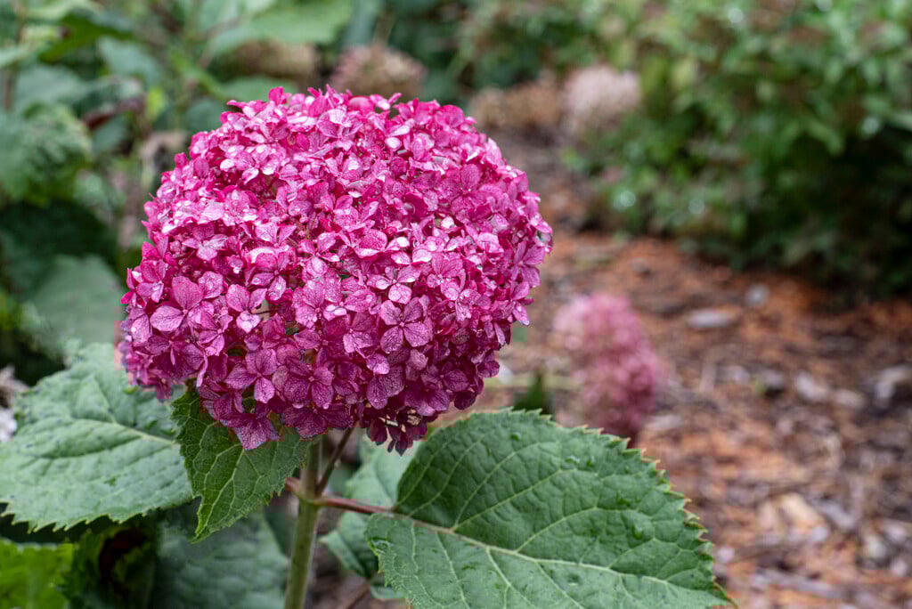 Hydrangea arborescens ‘Ruby Annabelle’ - Sneeuwbalhortensia
