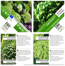 Afbeelding in Gallery-weergave laden, Hydrangea arborescens ‘Lime Rickey’ - Bolhortensia
