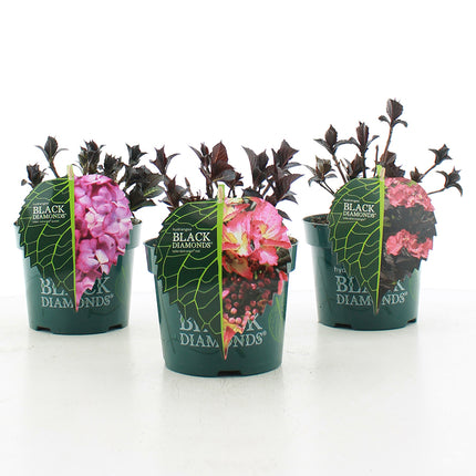 Hydrangea macr. Black Diamonds in soorten in pot