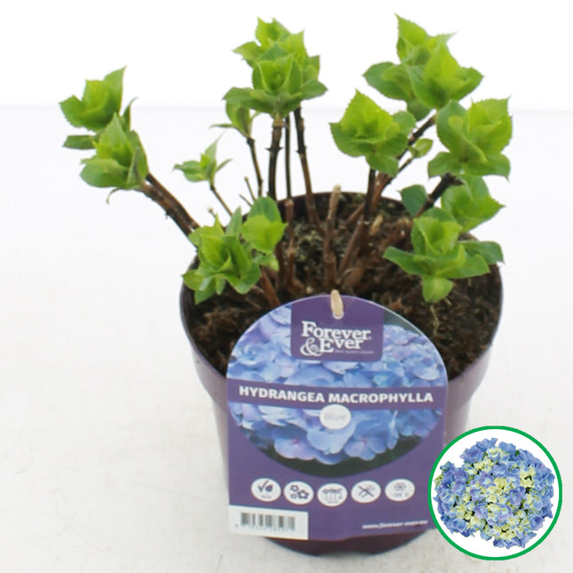 Hydrangea macrophylla ‘Forever & Ever’ Blauw in C2 pot