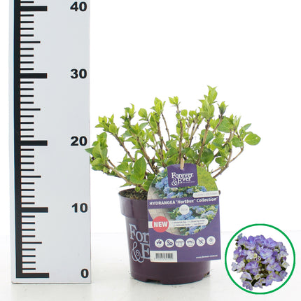 Hydrangea macr. Forever & Ever Hortbux blauw in C2 pot