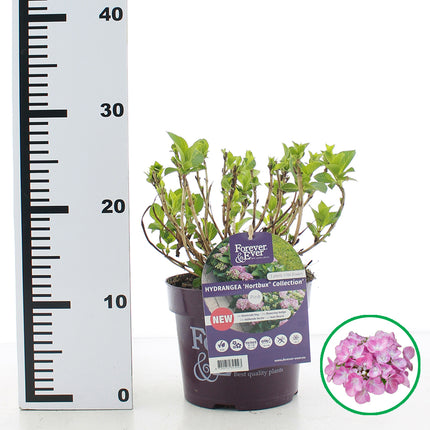Hydrangea macr. Forever & Ever Hortbux roze in C2 pot