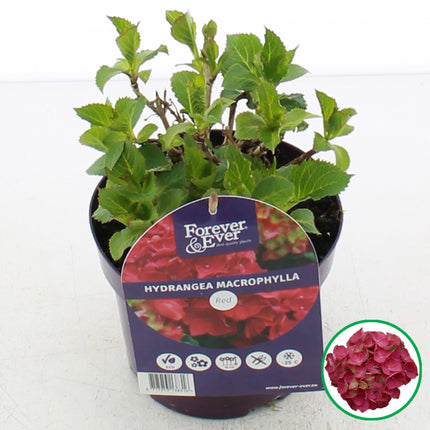 Hydrangea macrophylla ‘Forever & Ever’ Rood in C2 pot