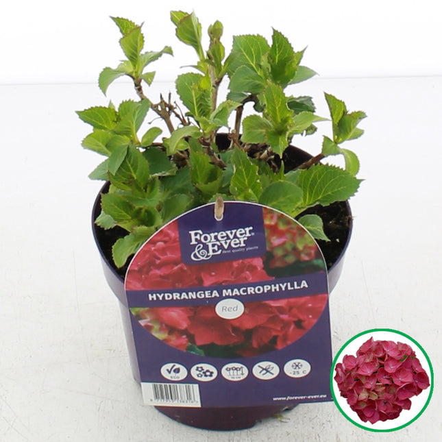 Hydrangea macrophylla ‘Forever & Ever’ Rood in C2 pot