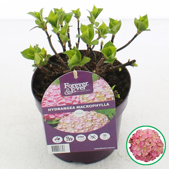 Hydrangea macrophylla ‘Forever & Ever’ Roze in C2 pot