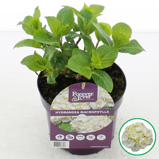 Hydrangea macrophylla ‘Forever & Ever’ Wit in C2 pot