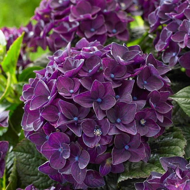 Paarse bloemen van boerenhortensia in volle bloei