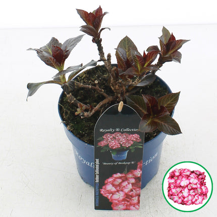 Hydrangea macrophylla 'Royalty Beauty of Boskoop' in C2 pot