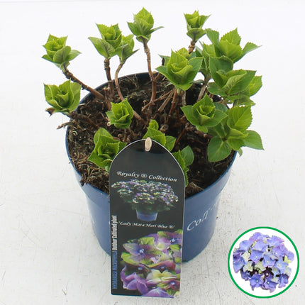 Hydrangea macrophylla 'Royalty Lady Mata Hari Blue' in C2 pot