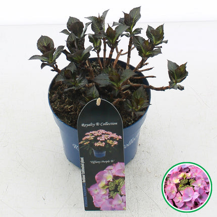 Hydrangea macrophylla 'Royalty Tiffany Purple' in C2 pot