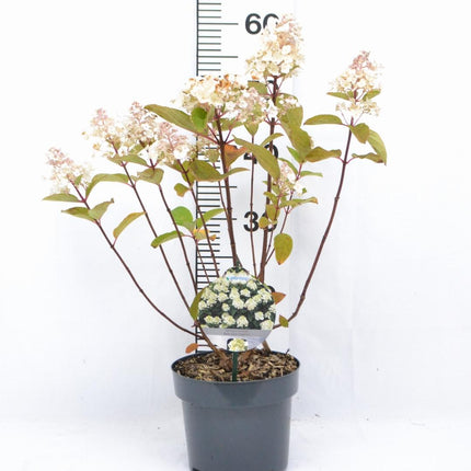 Hydrangea paniculata Baby Lace® - Kleinblijvende witte Pluimhortensia