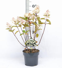Afbeelding in Gallery-weergave laden, Hydrangea paniculata Baby Lace® - Kleinblijvende witte Pluimhortensia

