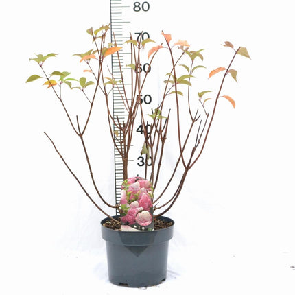 Hydrangea paniculata 'Vanille-Fraise' - Roze Pluimhortensia