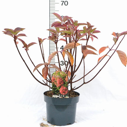 Hydrangea paniculata 'Wim's Red' - Rode Pluimhortensia