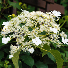 Afbeelding in Gallery-weergave laden, Hydrangea petiolaris - Klimhortensia

