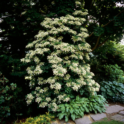 Hydrangea petiolaris - Klimhortensia