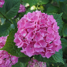 Afbeelding in Gallery-weergave laden, * UNIEK* Hydrangea Macrophylla - Boerenhortensia roze +/- 20 jaar oud - XXL in 45L pot (3 beschikbaar)
