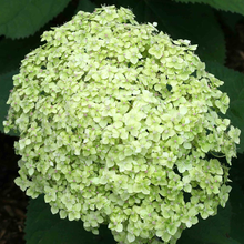 Afbeelding in Gallery-weergave laden, Hydrangea arborescens ‘Lime Rickey’ - Bolhortensia
