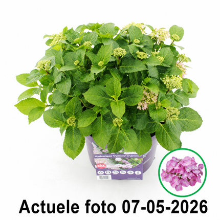 Actuele foto Hydrangea macr. Forever & Ever Hortbux Roze 07-05-2027 met witte achtergrond