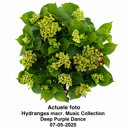 Hydrangea macr. Music Collection Deep Purple Dance actuele foto 07-05-2025