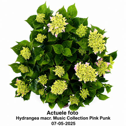 Hydrangea macr. Music Collection Pink Punk actuele foto 07-05-2025