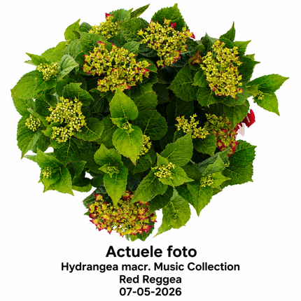 Hydrangea macrophylla 'Red Reggae' - Music Collection®
