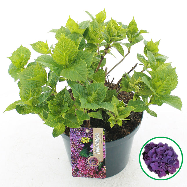Paarse boerenhortensia met helder groen blad in pot