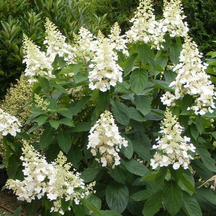 Hydrangea paniculata 'Kyushu' op stam - Pluimhortensia op stam