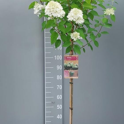 Hydrangea paniculata 'Limelight' - Witte Pluimhortensia op stam