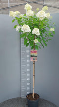 Afbeelding in Gallery-weergave laden, Hydrangea paniculata &#39;Limelight&#39; - Pluimhortensia op stam
