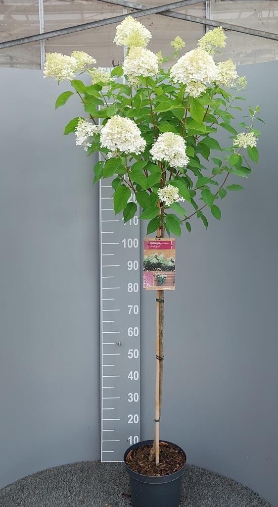 Hydrangea paniculata 'Limelight' - Witte Pluimhortensia op stam