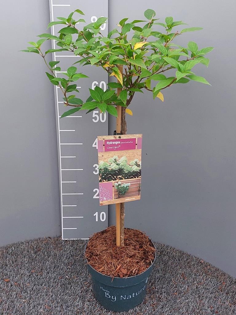 Hydrangea paniculata 'Limelight' - Pluimhortensia op stam